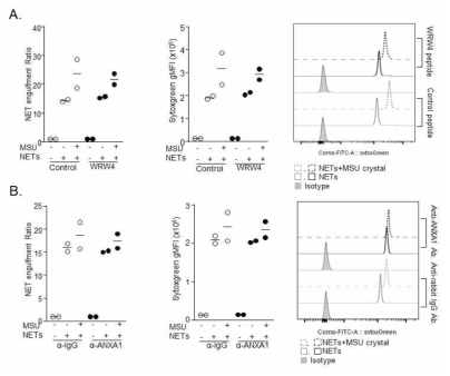 FPR2 blocking peptide (A)와 ANXA1 blocking antibody (B)에 의한 NET engulfment 변화 관찰