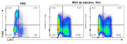 MSU유도 복막염 모델. C57/BL6마우스 복강에 MSU 주입후 6시간뒤 복강내 면역세포 flow cytometry 분석