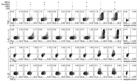 여러 가지 자극에 의한 CD14+ 세포의 cytokine 분비능 비교. (Pre-MSU: 2hr, 이외의 자극은 모두 6hr)