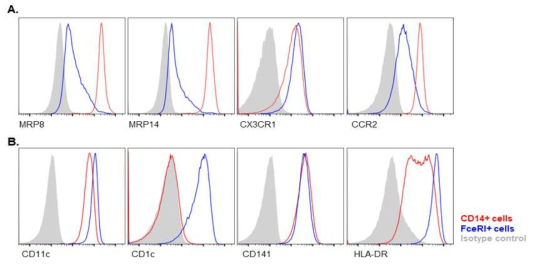 통풍 관절염 환자의 CD14+ 세포와 FceRI+ 세포에서 대식세포의 마커단백질 (A)와 수지상 세포의 마커단백질 (B) 비교