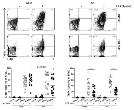 LPS 자극에 의한 통풍 및 류마티스 관절염환자 관절액 내 선천면역세포의 염증 cytokine분석