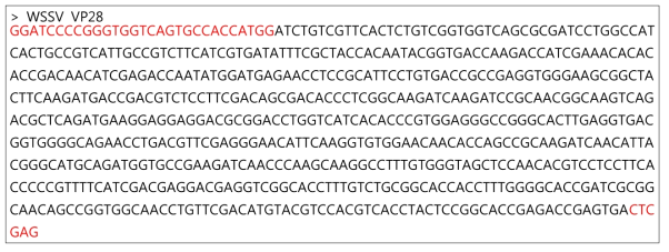 WSSV VP28의 염기서열을 C. vulgaris의 코돈에 맞추어 최적화하여 제작한 DNA sequence. 클로닝을 위해 추가한 부분을 빨간색으로 표시하였다