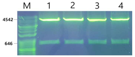 WSSV VP8 발현을 위한 클로렐라 형질전환용 벡터 CVnr-35S-VP28의 제작 및 확인. 순수분리된 CVnr-35S-VP28 plasmid를 BamHⅠ과 Xho으로 처리하여 insert를 확인하였다. Lane M: DM3200(SMOBIO) DNA size marker, Lane 1-4: VP28 plasmid