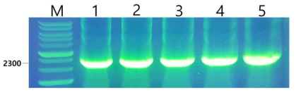클로렐라 형질전환에 필요한 VP28 insert의 준비. CVnr-35S-VP28 plasmid를 template로 하여 CVnr primer를 이용하여 PCR을 수행하였다. Lane M: DM3200(SMOBIO) DNA size marker. Lane 1-5: CVnr-35S-VP28 fragment