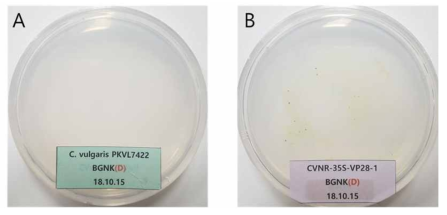 200 mM KClO3를 포함하는 BGNK를 이용한 형질전환체 클로렐라의 선별. 접종 후 2주일 후의 사진이며, A: BGNK에서의 야생형의 성상. B: BGNK에서의 형질전환된 미세조류(CVnr-35S-VP28)의 성상