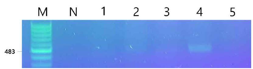 PCR을 이용한 삽입 유전자의 확인. Lane M: DM2300(SMOBIO) DNA size marker, Lane N: Negative control (wild type C. vulgaris total DNA), Lanes 1-5: Transformed C. vulgaris PKVL7422 (CVnr-35S-VP28)