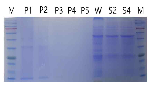 SDS-PAGE를 이용한 발현 단백질 검출. Lane M: PM2700(SMOBIO) protein size marker, Lanes P1-5: Positive control (WSSV virus stock), Lane W: Wild type total protein (Negative control), Lane S2, S4: Transformed C. vulgaris total protein