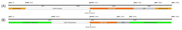 CVnr(1kb)로 변형 전과 후의 모식도. (A) CVNR-35S-VP28 vector 모식도. (B) CVnr(1kb)-35S-VP28 vector 모식도. 효과적인 homologous recombination을 위하여 CVnr(1kb)-35S-VP28에서는 양쪽 말단의 flanking sequence를 각각 1kb로 확장시켰다