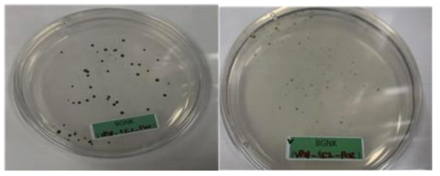 CVnr(1kb)-SIP2-VP28 selection 결과. (A): 광조건에서 selection, (B) : 암조건에서 selection. 배양 2주 후의 colony 모양이다