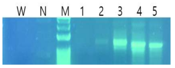 CVnr(1kb)-SIP2-VP28 PCR 결과. Lane M : DM3200 DNA size marker (SMOBIO), W: PCR with DNA from wild type Chlorella, N : Negative control, Lanes 1-5 : PCR with DNA extracted from cells transformed with CVnr(1kb)-SIP2-VP28 fragment