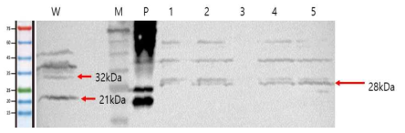 Western blot을 이용한 형질전환 클로렐라에서의 WSSV VP28 단백질의 발현 확인. Lane M : PM2700 protein size marker (SMOBIO), W:wild, P: WSSV virus stock, Lanes 1-5 : clones from CVnr(1kb)-SIP2-VP28 transformation