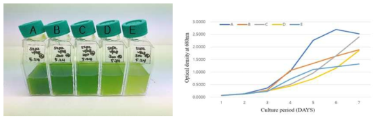 BGPK에 첨가된 NaCl이 형질전환 Chlorella vulgaris의 성장에 미치는 영향. 좌측은 1주일 후의 배양 결과이고 우측은 1주일 동안의 성장 곡선이다. A; 0mM, B; 200mM, C; 250mM, D; 300mM, E; 350mM