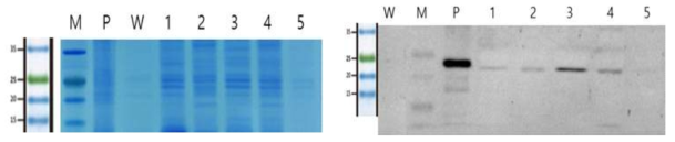 NaCl 처리 농도에 의한 형질전환 Chlorella vulgaris로부터의 WSSV VP28 단백질의 발현양 비교. 왼쪽은 SDS-PAGE gel의 Coomassie Blue 염색이고, 우측은 Westrn blot 분석 결과이다. Lane M: PM2700 (SMBIO), Lane P: Positive control (WSSV virus stock), Lane W: wild type C. vulgaris PKVL 7422, Lanes 1-5, Transformed C. vulgaris treated with 0, 200, 250, 300, 350mM NaCl, respectively
