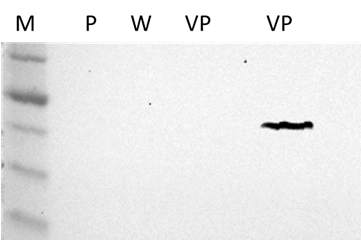 western blot을 이용한 WSSV VP28단백질 발현 확인