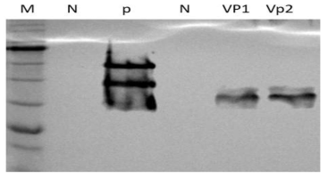 사료내 WSSV VP28 단백질 유무 확인을 위한 western blot. M: Protein size marker PM2700, N: Normal feed, P: WSSV as positive control, N: Feed containing wild type Chlorella, VP1: Feed containing 1% transformed Chlorella, VP2: Feed containing 5% transformed Chlorella