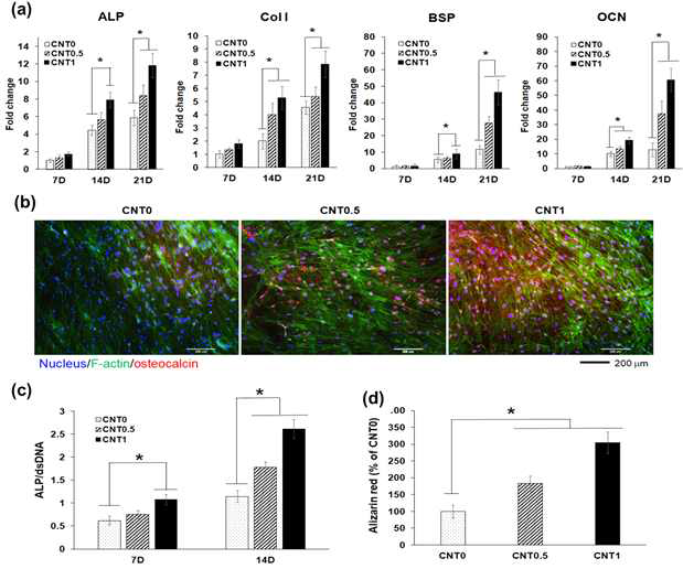 Osteogenic differentiation of hMSCs cultured on CNT-interfaced nanofiber scaffolds. (a) mRNA level of osteogenic genes (ALP, Col-1, BSP and OCN) at different culture periods measured by quantitative reverse transcriptase polymerase chain reaction (qRT-PCR). (b) Confocal microscopic images showing OCN protein expression at 21 days. The nucleus was stained by DAPI (blue) and F-actin was stained by Alexa Fluro 488- conjugated Phalloidin (green). (c) ALP activity of human mesenchymal stem cells (hMSCs) at 7 and 14 days. (d) Alizarin Red S staining of cells at 28 days, indicative of cellular mineralization. Statistical significance between groups is considered at *P < 0.05 (n = 3)