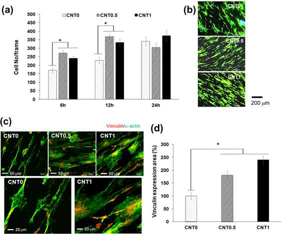 Initial human mesenchymal stem cells (hMSCs) adhesion on CNT-tailored PCL nanofibers surface and expression of expression of intracellular adhesive protein vinculin stimulated on the CNT-interfaced nanofiber. (a) Cell adhesion number with culture time (6, 12, and 24 h), and (b) representative fluorescence stain hMSCs images at 12 h (Phalloidin(green) for F-actins and DAPI (blue) for nuclei). (c) Vinculin expression on CNT0, CNT0.5 and CNT1 surface at 6 h of hMSCs culture and (d) quantification of vinculin expression area. (*P < 0.05, n = 3)