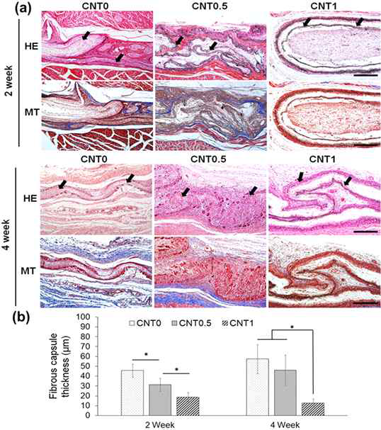 Tissue responses of the CNT-interfaced nanofibrous scaffolds after implantation in a rat subcutaneous site for 2 and 4 weeks; (a) Histological observation by staining with Hematoxylin & Eosin (H&E) and Masson's Trichrome (MT). Arrows indicate the border of scaffolds in contact with tissue. (b) Fibrous capsule thickness measured to assess foreign body reaction. Significant difference noticed between groups (*p < 0.05). The size of scale bar is 300 μm