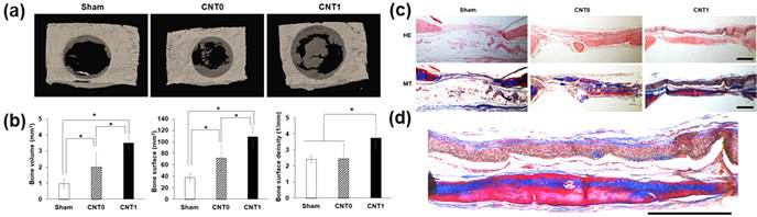 Examination of angiogenesis stimulated by the CNT-interfaced nanofiber scaffolds. (A) H&E stains showing a number of fibroblasts and blood vessels (*) formed around the scaffold (scale bar = 150 μm), and (B) Immunohistochemical staining of samples showing significantly more cells positive for pro-angiogenic factor vWF in the CNT-interfaced scaffolds (*p < 0.05, n = 3)