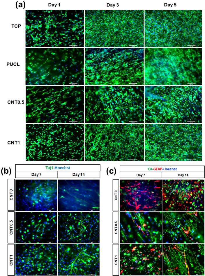 (a) Rat neural stem cells (rNSCs) adhesion and differentiation on TCP, CNT0, CNT0.5, and CNT1 after day 1, 3, and 5 via DAPI/Phalloidin staining. Enhancement in neural or oligodendrocyte differentiation on CNT0, CNT0.5 and CNT1. (b) Fluorescence image of rNSPCs cultured on glass or nanofiber after 7 or 14 days, stained for the neuronal maker Tuj1, (c) and oligodendrocyte marker O4 or astrocyte maker GFAP