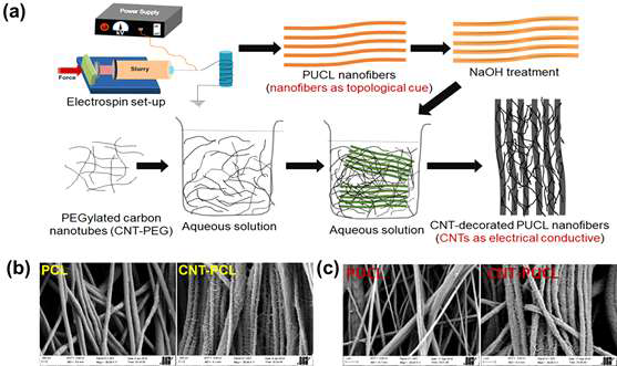 The representative scanning electron microscope (SEM) images of PCL, CNT-PCL and PUCL, CNT-PUCL nanofibers are showing the bi-modal nanotopography. The image showing CNTs are coated on the corresponding nanofibrous surface via electrostatic and physical interactions