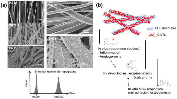 Characterization of PCL and CNT-tailored PCL nanofibers and schematic illustration of in vivo implantation and bone regeneration events. (a) SEM morphology of CNT-interface PCL nanofiber scaffolds taken at low and high magnification with and without CNT decoration; below is illustrated a bi-modal nanoscale topographical feature (25 nm & 500 nm) of the scaffolds. (b) Scheme of biological assays including in vivo tissue responses and in vitro cell behaviors. The tissue responses in subcutaneous site in terms of anti-inflammation and angiogenesis, together with the in vitro MSC adhesion and osteogenesis behaviors collectively support the in vivo bone regeneration capacity of the scaffolds in a calvarium defect model