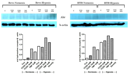 태반세포주에서 aryl hydrocarbon receptor의 단백질 농도 비교