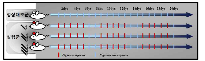 흡연 노출 동물 모델