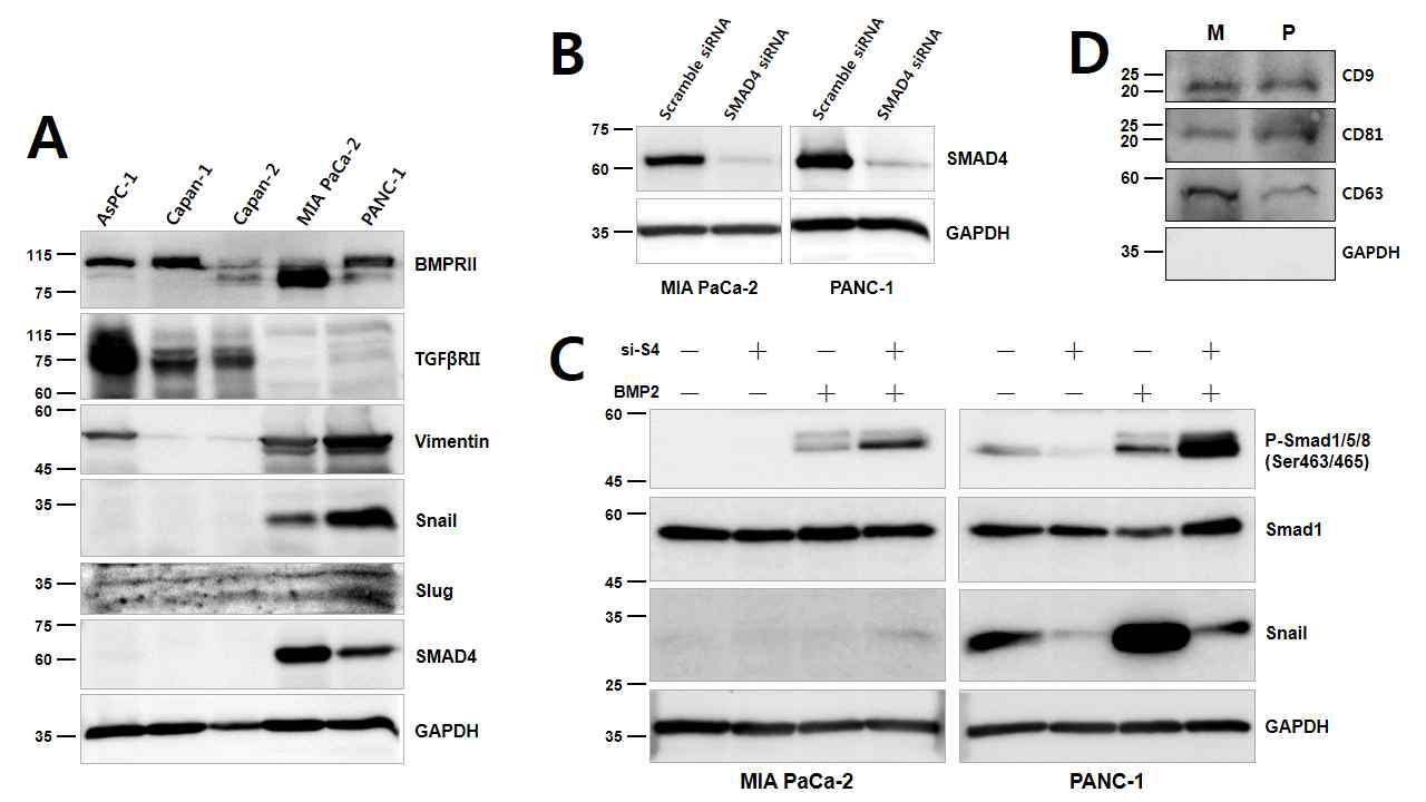 췌장암 세포주에서 SMAD4 Knockdown 및 BMP2 처리: Western blot