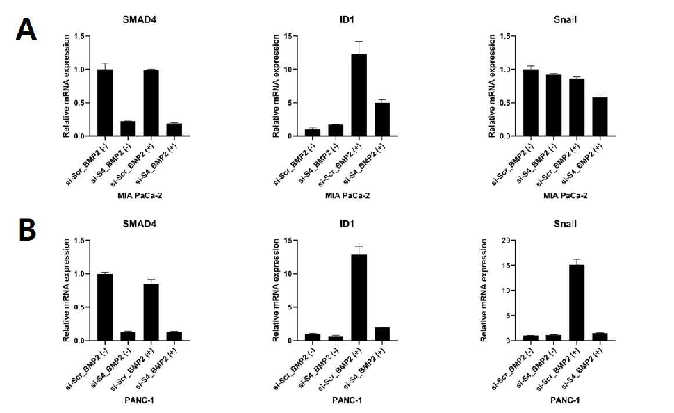 췌장암 세포주에서 SMAD4 Knockdown 및 BMP2 처리: Real-time PCR