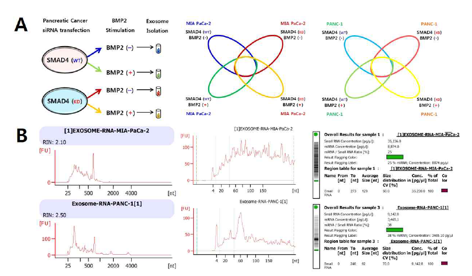 MIA PaCa-2, PANC-1: SMAD4 knockdown 및 BMP2 처리 후 엑소좀 내 RNA 확인