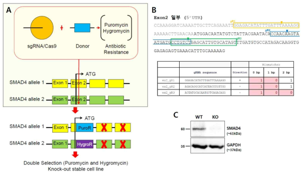 CRISPR-Cas9을 이용한 double selection SMAD4 knock-out stable cell line