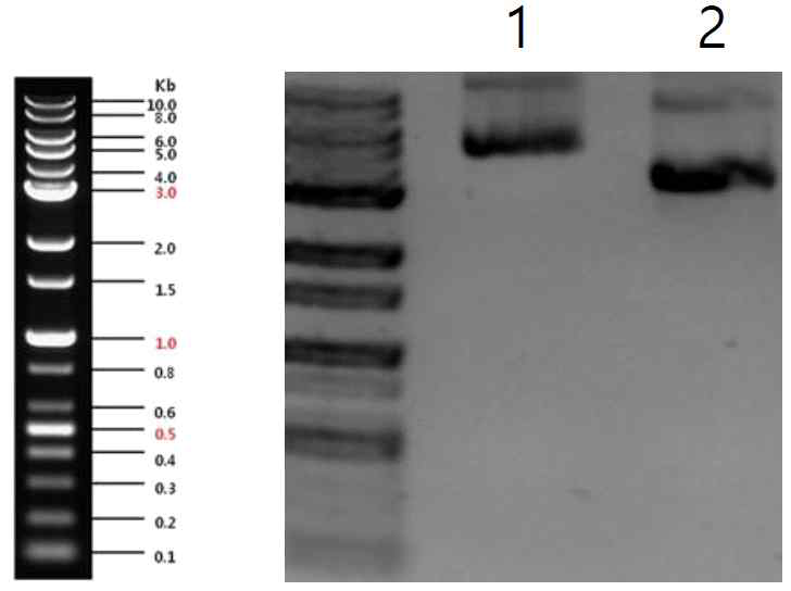 Agarose Gel electrophoresis (1) pcDNA-Flag-Smad4 plasmid (2) pcDNA-Flag plasmid