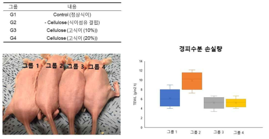 동물 그룹, 사진 및 경피수분손실량 결과