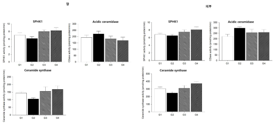 장과 피부의 세라마이드 대사 관련 효소 활성