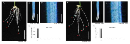 OsPUB35와 OsPUB36의 GUS 형질전환 식물체 모습. GUS 염색과 real time qRT-PCR 을 통해 두 유전자 모두 뿌리털에서 특이적으로 발현되는 것을 확인함
