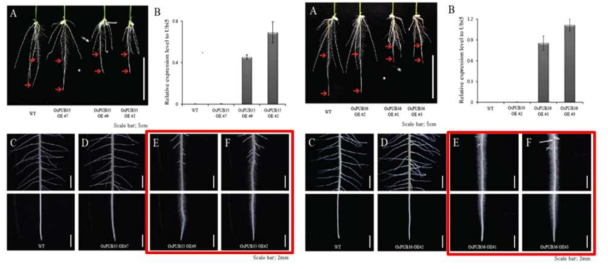 OsPUB35와 OsPUB36의 과발현 형질전환 식물체의 뿌리털 표현형. Wild-type과 비교하여 뿌리털의 길이 및 밀도가 증가한 것을 확인함