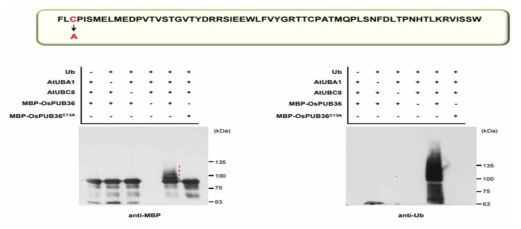 OsPUB36에 대한 self-ubiquitination 분석. 이 결과를 통해 PUB36이 E3 ubiquitin ligase enzyme activity를 가지는 것을 확인함