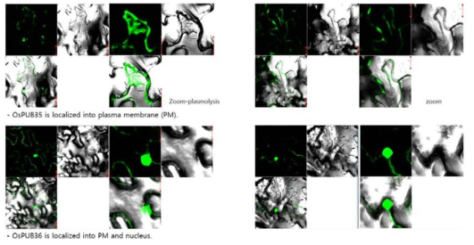 담배 잎을 이용한 OsPUB35와 OsPUB36의 subcellular localization 실험