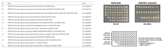 PUB36(87-end)-pGBKT7 bait와 library (AH109) 스크리닝을 통한 candidates 선발 (왼쪽표) 및 reporter expression 결과 (오른쪽 사진)