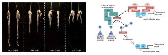 옥신 처리 시 벼 뿌리의 표현형 변화 (왼쪽) 및 옥신 신호 전달 모델 (오른쪽)