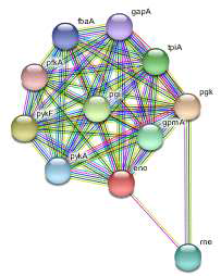 해당과정 유전자 eno 의 관련 유전자 지도
