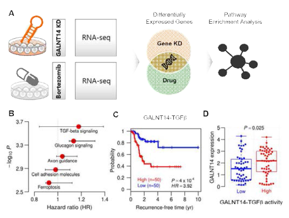 Bortezomib의 약물 작용 기전 분석 (A) 전사체 데이터를 활용한 종양전이 억제 기전 예측의 개요. (B) GALNT14 KD 및 BTZ에 의해 공통적으로 발현이 저하된 유전자를 기반으로 도출한 농축된 신호전달경로 결과. (C-D) GALNT14-TGFb 시그니처 기반 TCGA 폐암환자의 암재발율 및 GALNT14 발현 분포