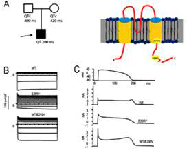 PRMT7 regutlates Ih in CA1 neurons