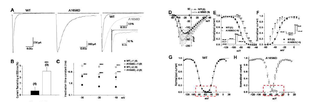 Comparison of WT and A1656D Na+ channel activities. Whole-cell wild type (WT) and mutant (A1656D) HEK cells stably expressing either wild-type or mutant Na+ channels