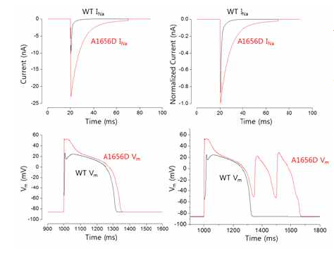 Simulation of the impact of the A1656D mutation on the ventricular action potential