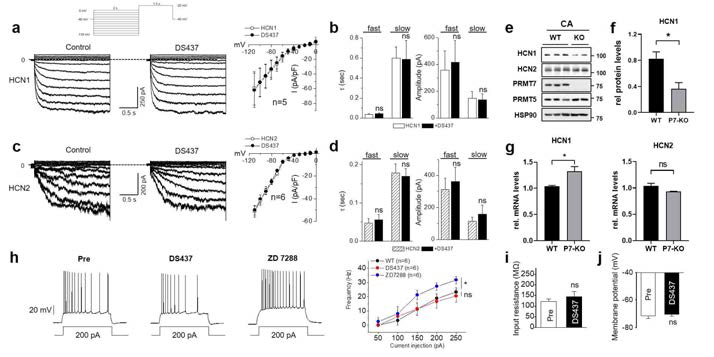 PRMT7 regutlates Ih in CA1 neurons via a control of HCN1 protein expression