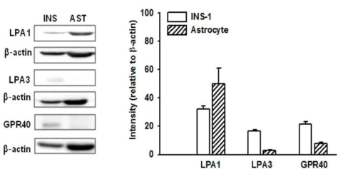 대조군 세포인 성상아교세포 (astrocytes)와 INS-1 세포에서 LPA1/3 receptor 와 GPR40 발현에 대한 western blotting 결과. INS-1 세포에 GPR40이 발현됨을 보여줌