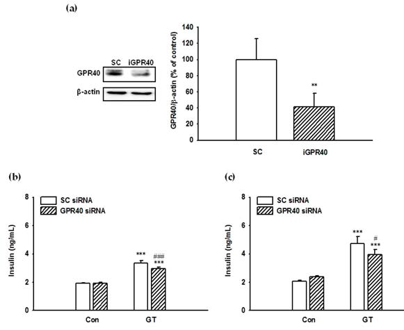 INS-1 세포에서 진토닌에 의한 인슐린 분비에 대한 GPR40 siRNA 영향. INS-1 세포에서 진토닌에 의한 인슐린 분비 자극은 GPR40에 대한 siRNA을 처리할 경우 GPR40 단백질 뿐만아니라 인슐린 분비 작용에 대한 자극도 억제됨