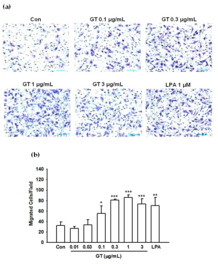 PC-3 cell migration에 대한 진토닌 영향. Boyden chambers를 이용한 cell migration에 대한 연구에서 진토닌은 처리 농도별로 cell migration을 자극하는 것으로 나타남. 보라색이 진할수록 세포 이동이 많이 이루어진 것을 의미함